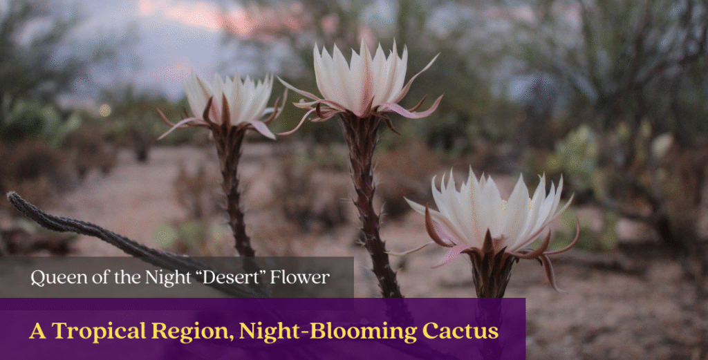 Queen of the Night Flower