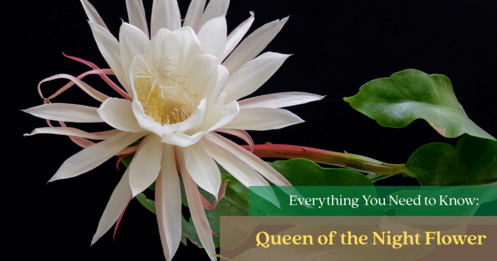 Queen of the Night Flower