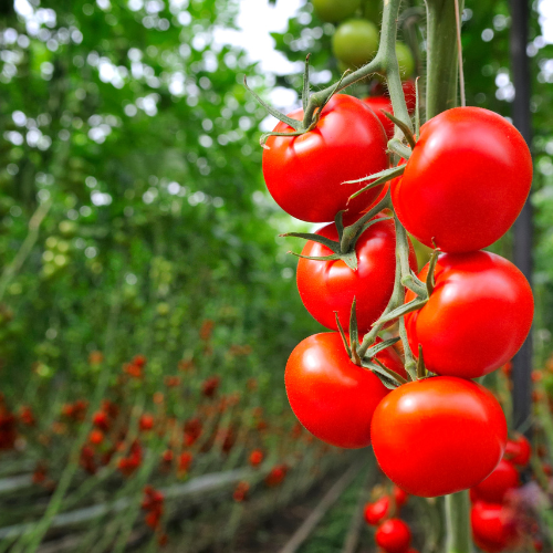 Summer Season Vegetables in India