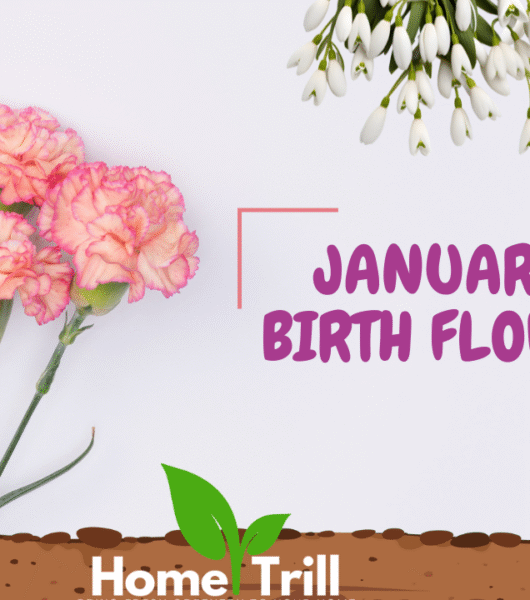 January Birth Flower January Birth Flower