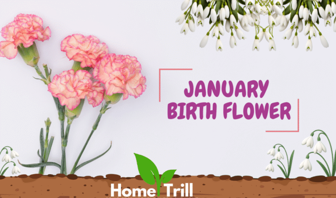 January Birth Flower January Birth Flower