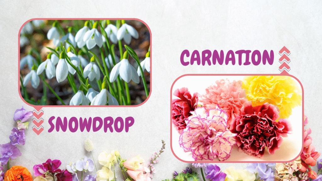 January Birth Flower