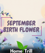 September Birth Flower: Meaning, Symbolism, Fun Facts, and Ways to Celebrate