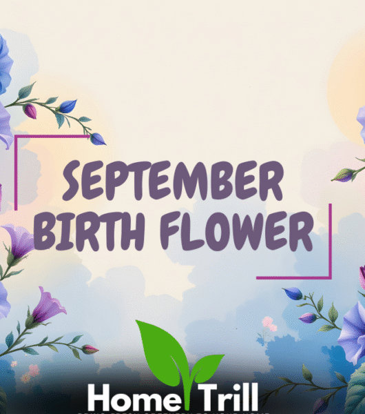 September Birth Flower September Birth Flower