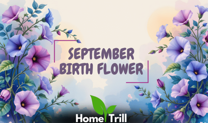 September Birth Flower September Birth Flower