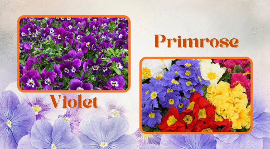 February Birth Flower