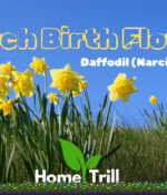March Birth Flower: Meaning, Symbolism, Fun Facts, and Ways to Celebrate