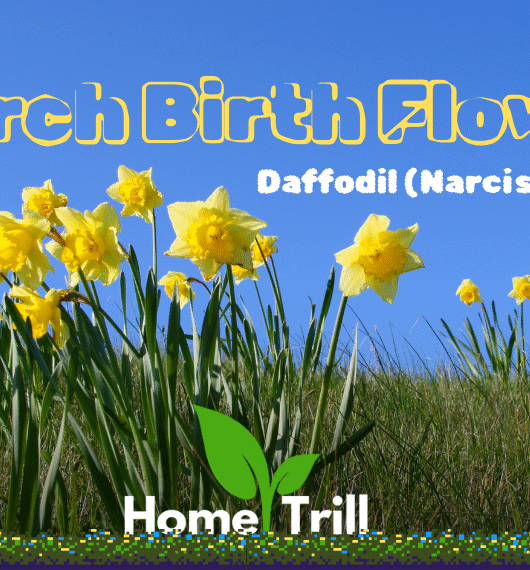 March Birth Flower March Birth Flower