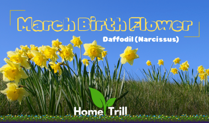 March Birth Flower March Birth Flower