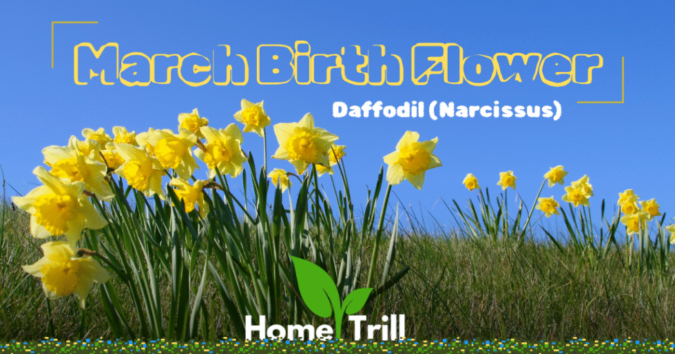 March Birth Flower