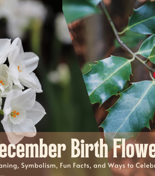 December Birth Flower December Birth Flower