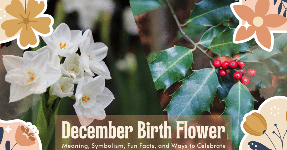 December Birth Flower