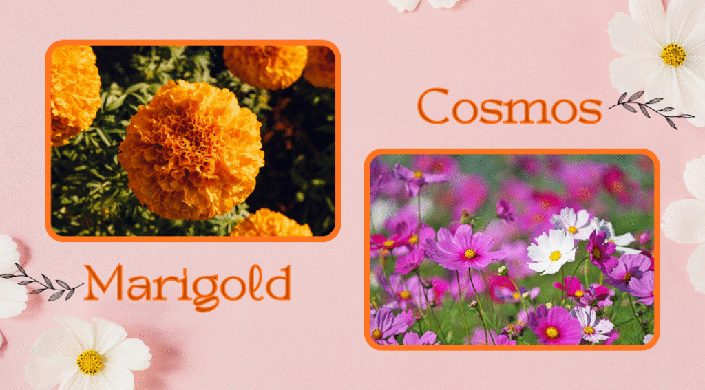 October Birth Flower