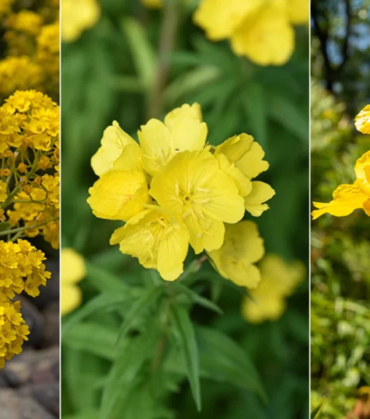 Yellow Flowers Yellow Flowers