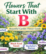 🌸 Flowers That Start With B — A Complete Guide to Beautiful Garden Blooms